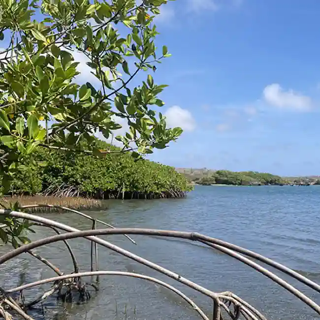 Guide 4 Mangroves south west side St. Joris Bay Curacao